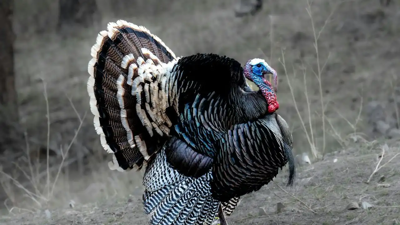 How Long Does It Take To Learn Turkish?